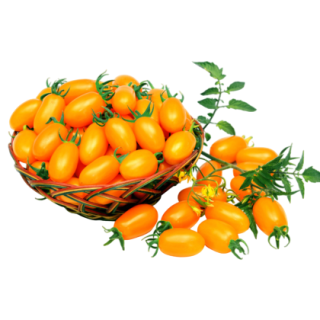 Goldie Tomato From Known You Seed (India)-KYI